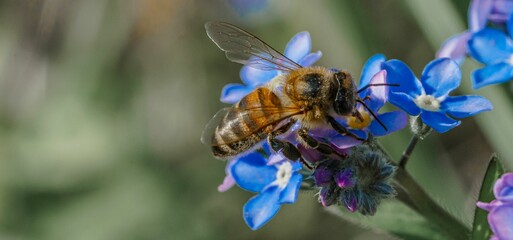 Honey bee sat on scorpion grass collecting pollen and nectar in a sunny day. © Joe Horan1/Wirestock Creators