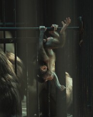 Gray baby monkey hanging upside down in his cage in the zoo.