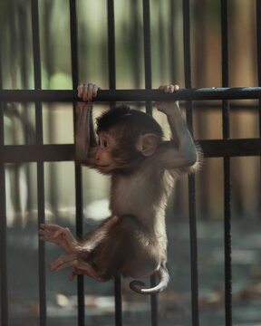 Gray baby monkey hanging in his cage in the zoo