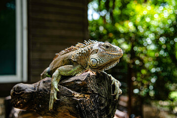 Iguana branches perched on a tree branch looking at tourists in Suan Phueng District Zoo, Ratchaburi, Thailand