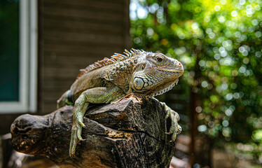 Iguana branches perched on a tree branch looking at tourists in Suan Phueng District Zoo, Ratchaburi, Thailand