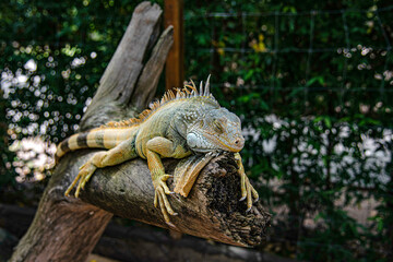 An iguana is sleeping on a tree branch in Suan Phueng District Zoo, Ratchaburi, Thailand.