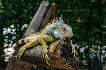 An iguana is sleeping on a tree branch in Suan Phueng District Zoo, Ratchaburi, Thailand.