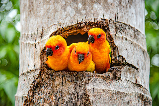 A baby macaw emerges from a nest in a coconut tree at Suan Phueng Ratchaburi Zoo, Thailand.