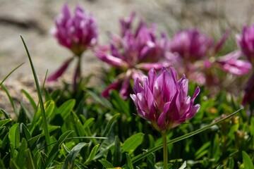 Astragalus flowers on the Pyrenees in France