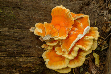 Wood-eating fungus on a dead tree trunk. Alsace France. This plant, of a surprising yellow color decorates a piece of dead wood in the forest.