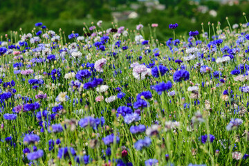 Obraz premium Cornflowers on a wheat field, colorful cornflower field