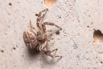 Xysticus sp. spider posed on a concrete wall waiting for preys