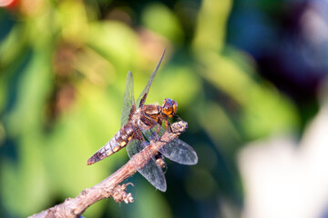 large dragonfly on a tree branch close-up