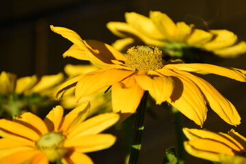 A Rudbeckia flower with yellow petals; side view