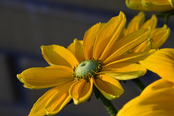 Obraz premium A close-up of Rudbeckia flower with yellow petals