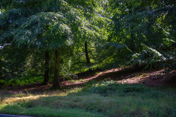 Cannock Chace forest