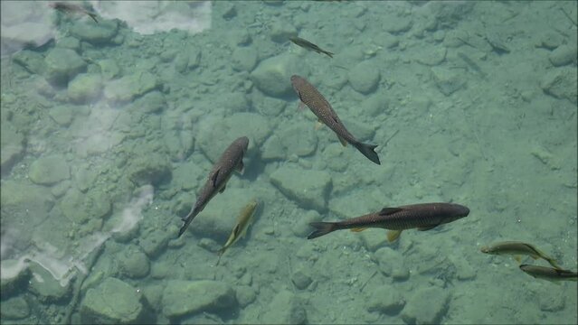 S&uuml;&szlig;wasserfische im Bach beim Schwimmen, Bachforelle, Saibling, Rotfeder und andere