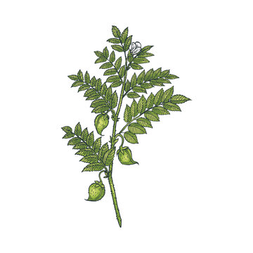 Chickpea with green leaves Leguminous plant sketch vector illustration isolated.