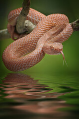 Pink Trimeresurus Purpureomaculatus Snake, Dangerous & Venomous