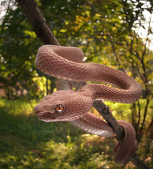 Pink Trimeresurus Purpureomaculatus Snake, Dangerous & Venomous