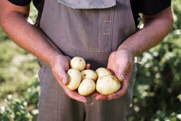 Harvest fresh potatoes in palms of  man farmer in field