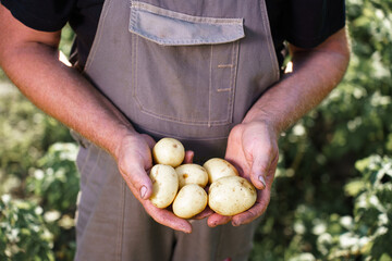 Harvest fresh potatoes in palms of  man farmer in field