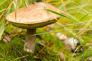 White mushroom growing in the autumn forest. Boletus. picking mushrooms