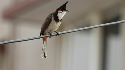 Selective focus shot of a red-whiskered bulbul bird perched on a metal wire