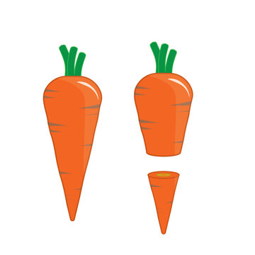 fresh orange carrot vegetable vector rabbit food