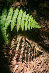 Shadows in the woods