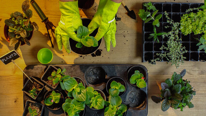 Top view of gardener transplanting plant near tools and soil on table