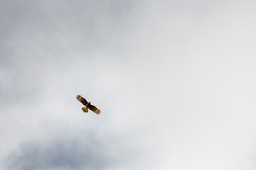 Condor flying on a sky