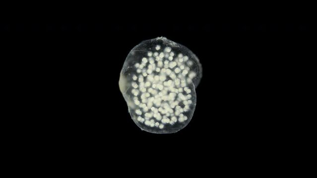 Movement of veliger mollusk larvae in laid eggs under a microscope, class Gastropoda. The specimen was found in White Sea.