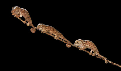 Freshly hatched African Chameleons (Chamaeleo africanus) - Pylos, Peloponnese, Greece © bennytrapp