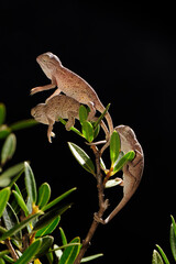frisch geschlüpfte Basiliskenchamäleons (Chamaeleo africanus) - Pylos, Peloponnes, Griechenland © bennytrapp