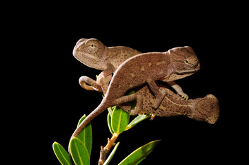 Freshly hatched African Chameleons (Chamaeleo africanus) - Pylos, Peloponnese, Greece © bennytrapp
