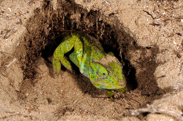 nesting African Chameleon // Nest-grabendes Basiliskenchamäleon (Chamaeleo africanus) - Pylos, Peloponnese, Greece  © bennytrapp