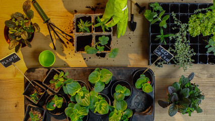 Top view of gardener planting plants near boards with lettering and soil on table