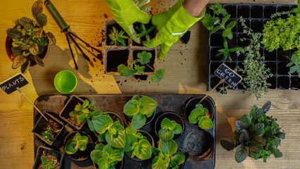 Top view of gardener planting plants near tools and boards with lettering on table