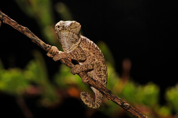 frisch geschlüpftes Basiliskenchamäleon (Chamaeleo africanus) - Pylos, Peloponnes, Griechenland © bennytrapp