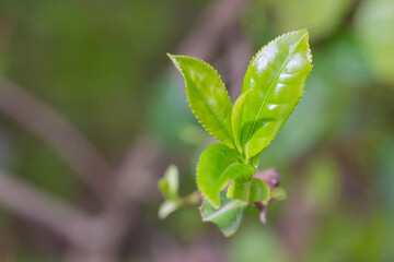 Closeup, Top of Green tea leaf in the morning, tea plantation, blurred background.