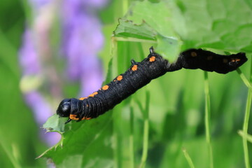 caterpillar on a leaf