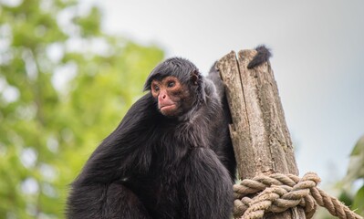Closeup of a black spider monkey climbing on the log