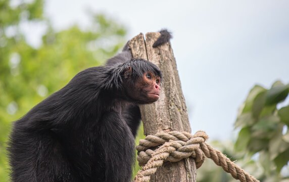 Redfaced Spider Monkey Macaco Aranha Preto Stock Photo 1370302802