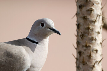 Retrato de una paloma