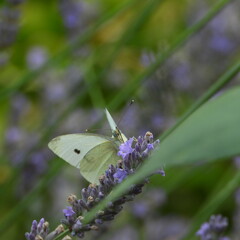 papillon