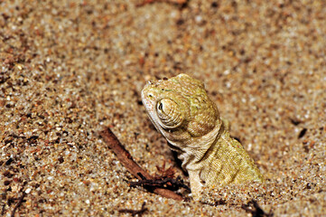 hatching African Chameleon // schlüpfendes Basiliskenchamäleon (Chamaeleo africanus) - Pylos, Peloponnese, Greece © bennytrapp