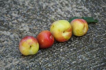 fresh harvested ripe plums on a concrete background, summer fruits 