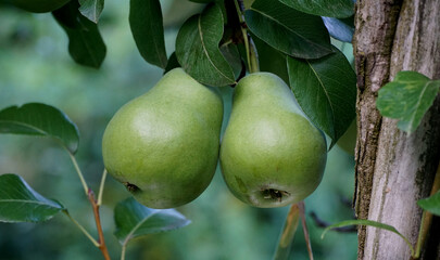 pears ripening in an orchard