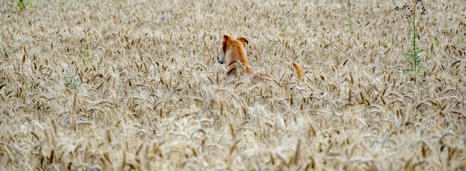 head of  mixed breed dog on a wheat field