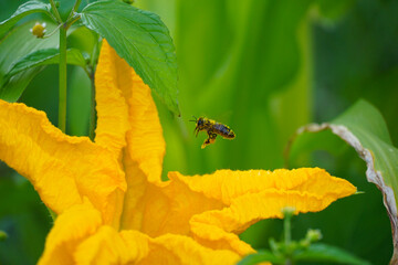bee collecting pollen on pumpkin flower