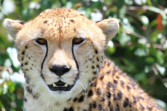 cheetah female closeup portrain in green bushes