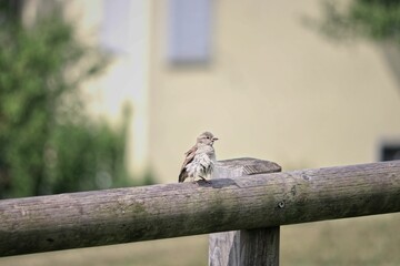 Cute little sparrow perched on the wood - Powered by Adobe