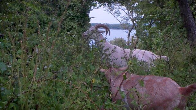Goats of EPA Narragansett RI eating invasive plant species